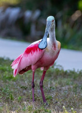 S/T Serie Animals 6