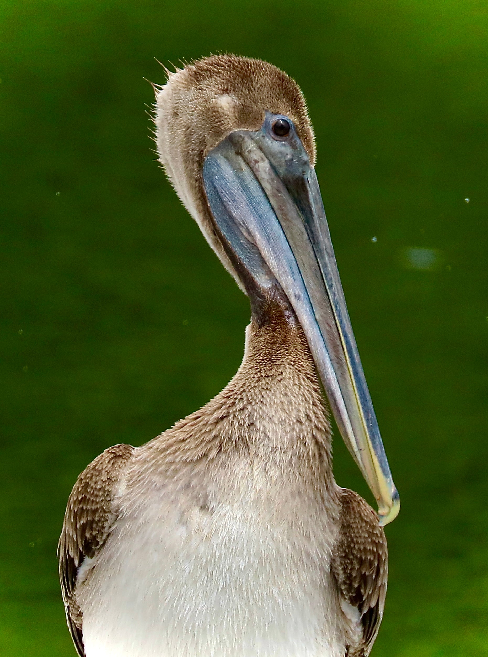 Close-up of a pelican with a blurred green background