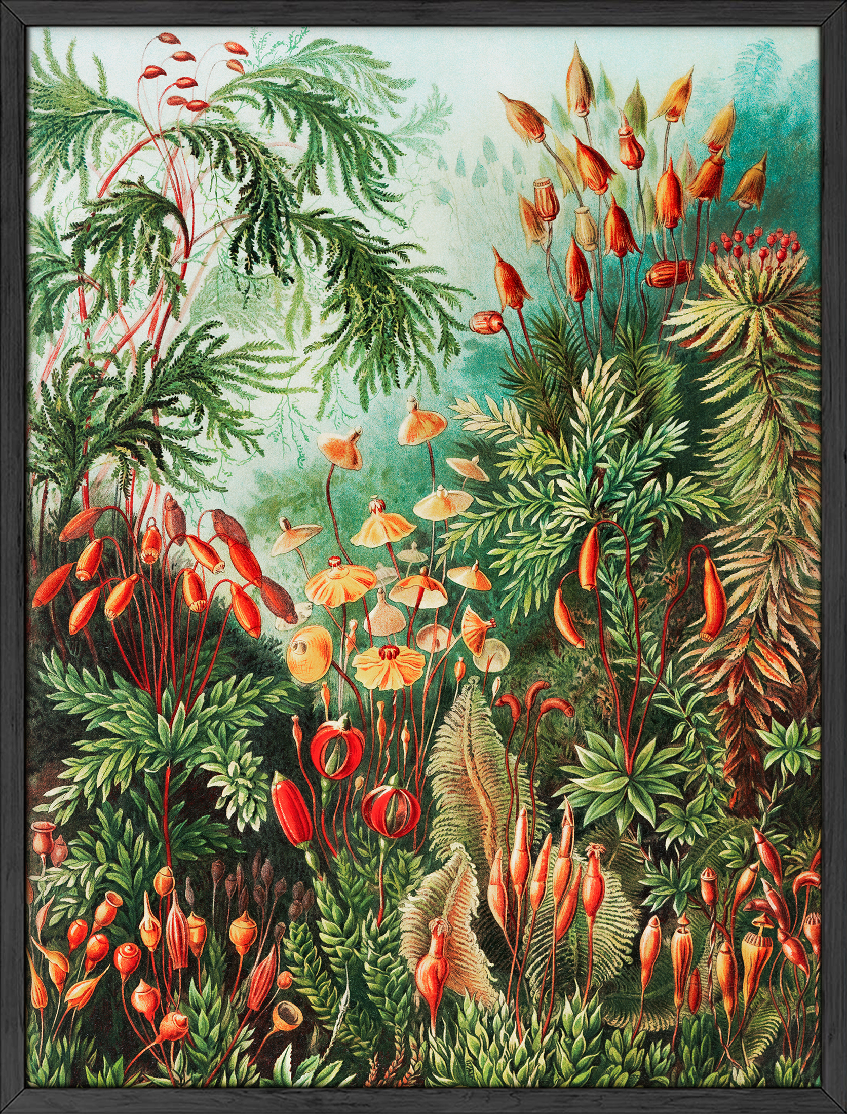 Ernst Haeckel Vintage Botanical Art Print