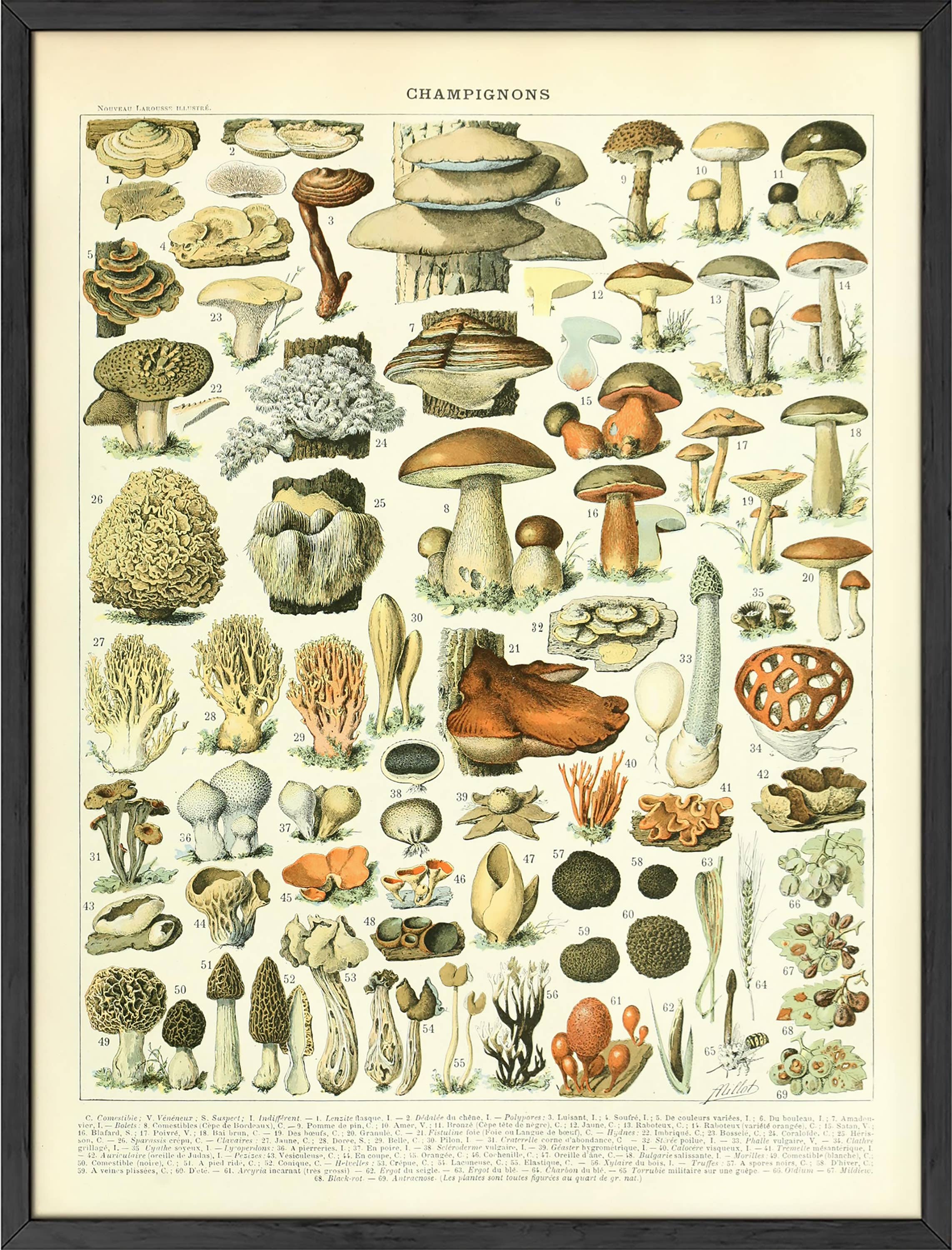 Adolphe Millot Mushrooms Chart Wall Art