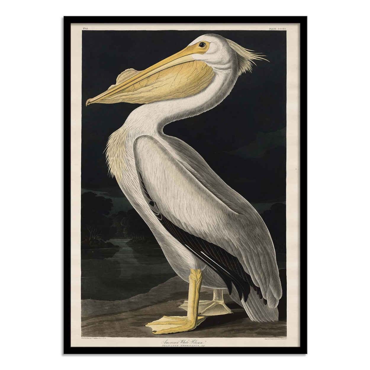 Art-Poster - American White Pelican 1836 - John James Audubon