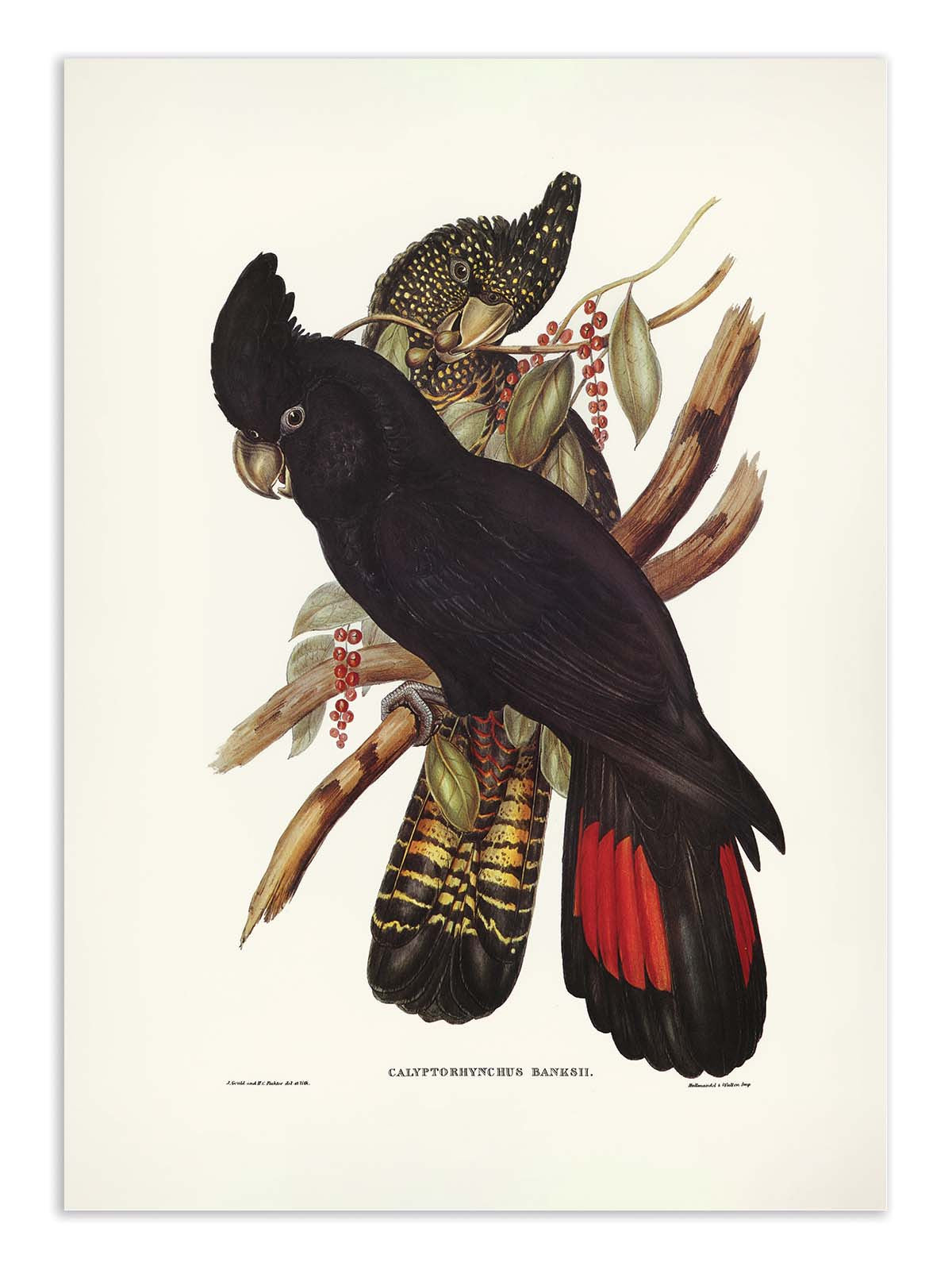 Affiche - Banksian Cockatoo - Elizabeth and John