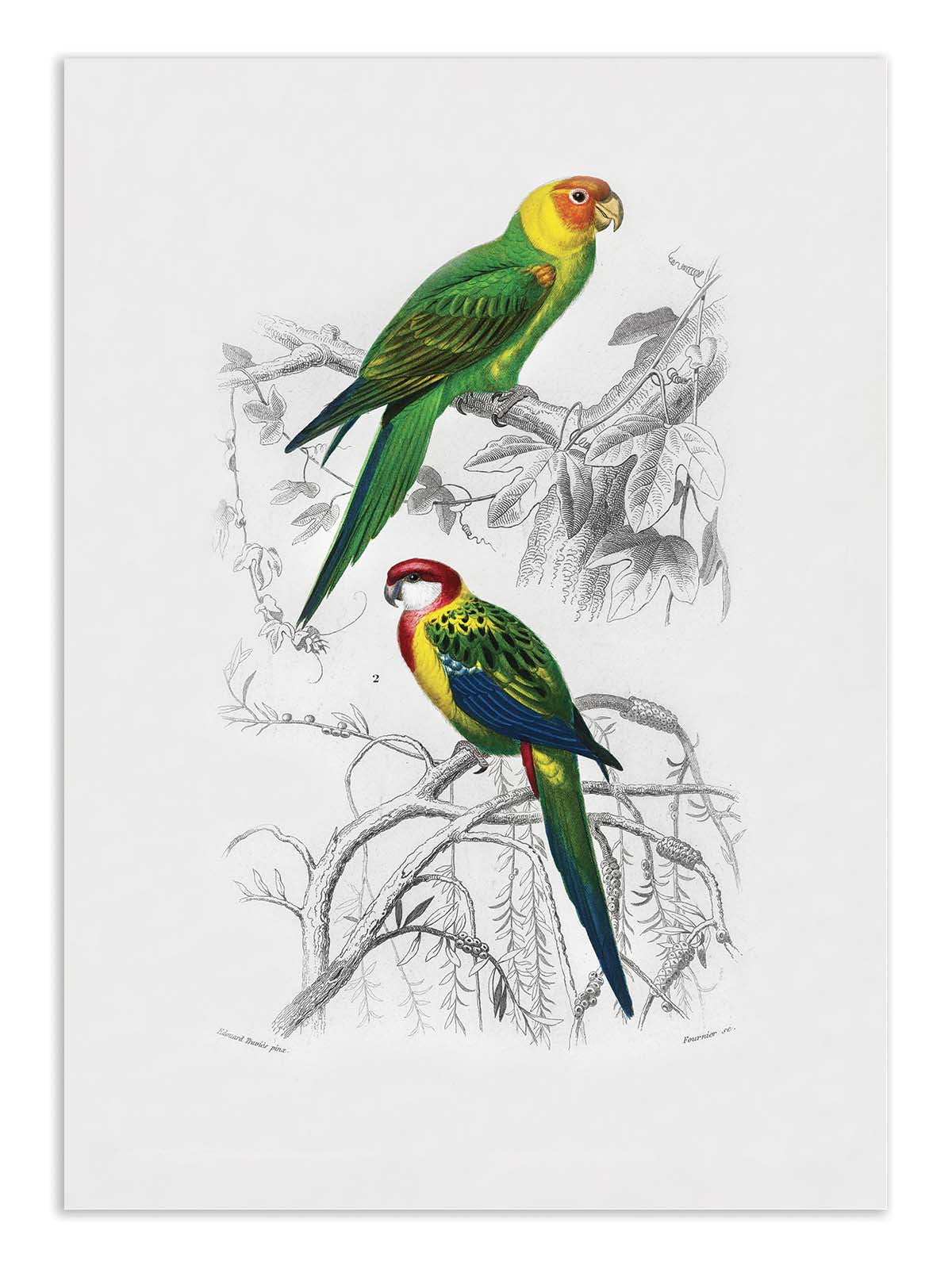 Affiche - Birds - Charles Dessalines