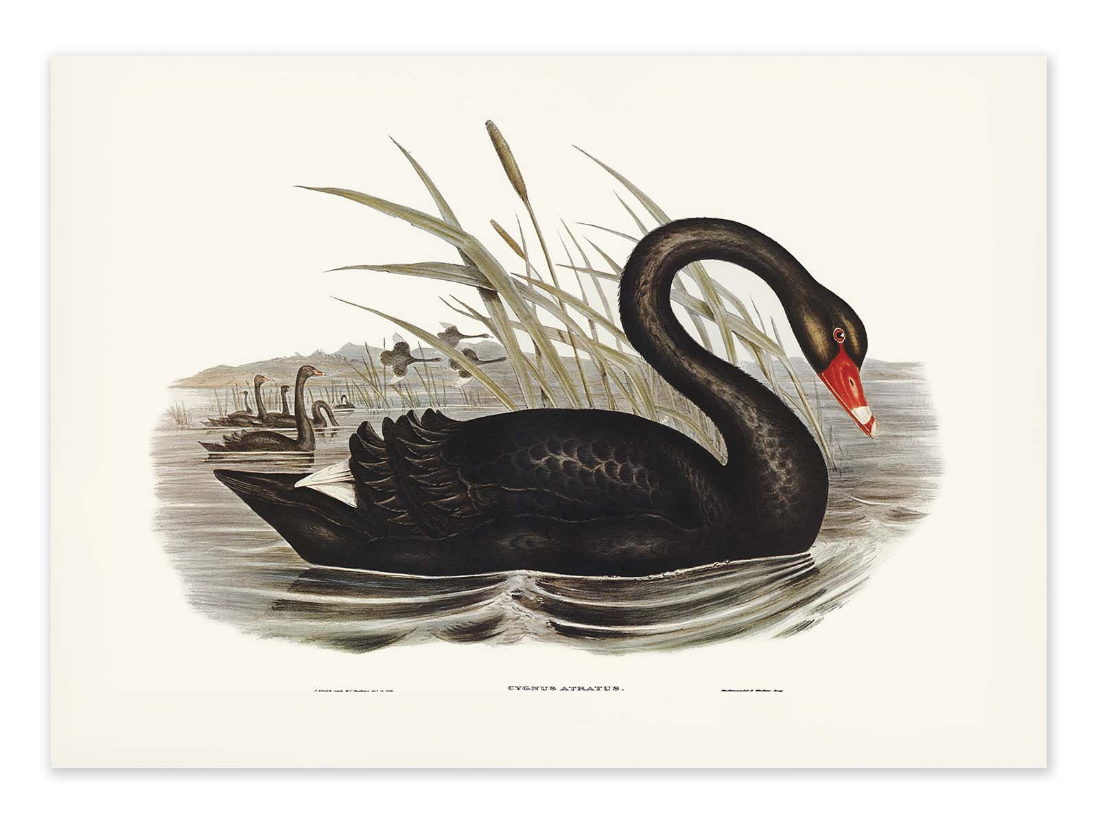 Affiche - Black Swan - Elizabeth and John