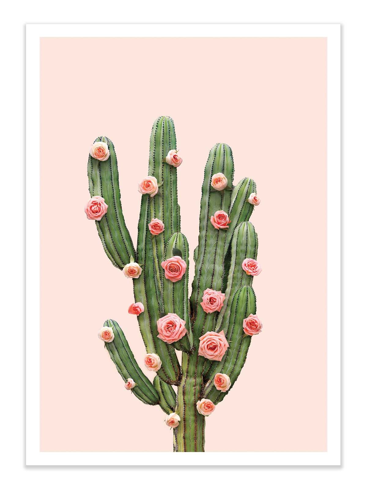 Affiche - Cactus and Roses - Paul Fuentes