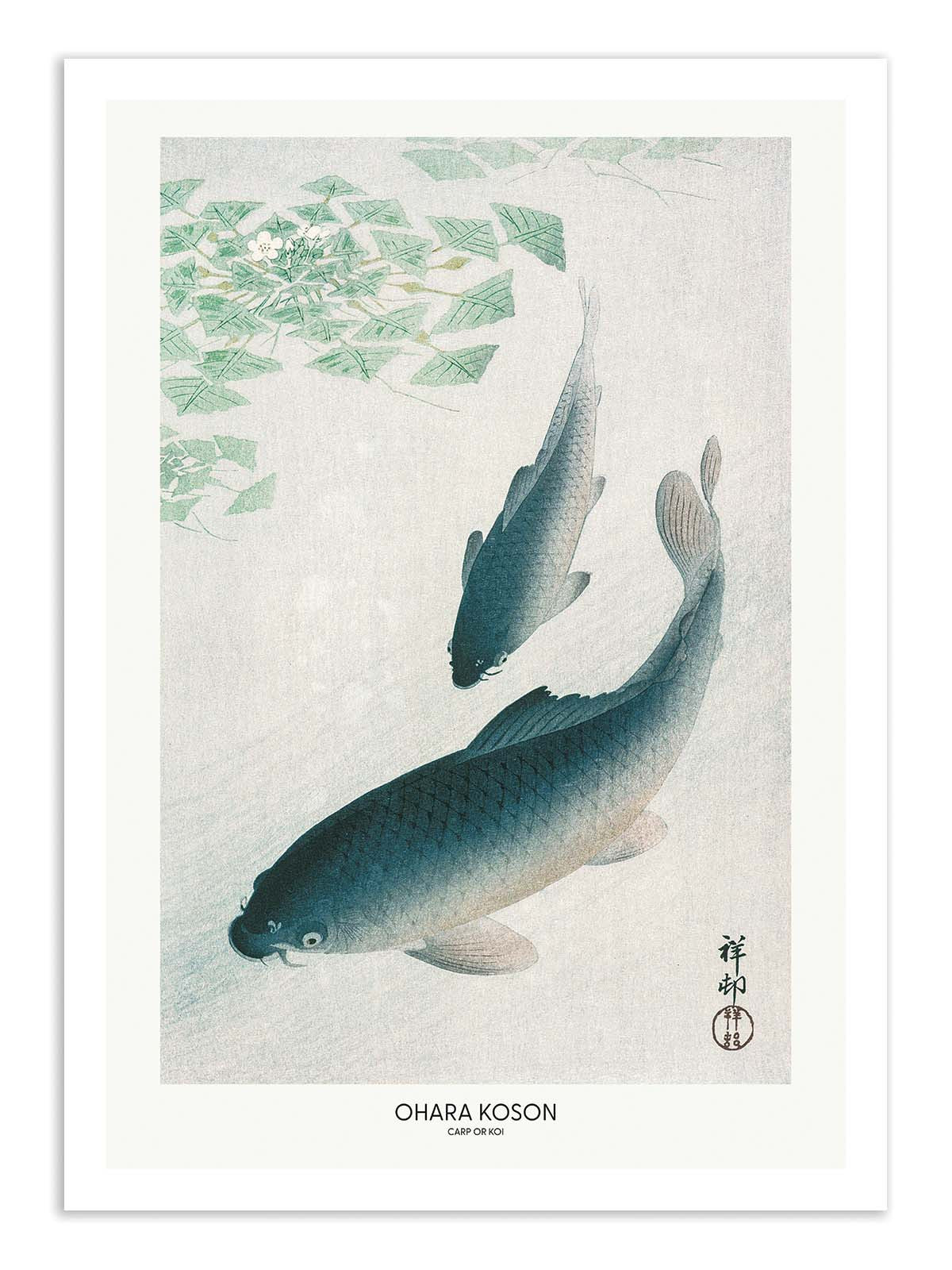 Affiche - Carp Or Koi - Pictufy