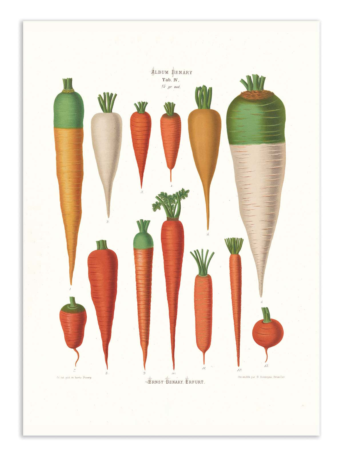 Art Poster - Carrots (1876) By Ernst Benary