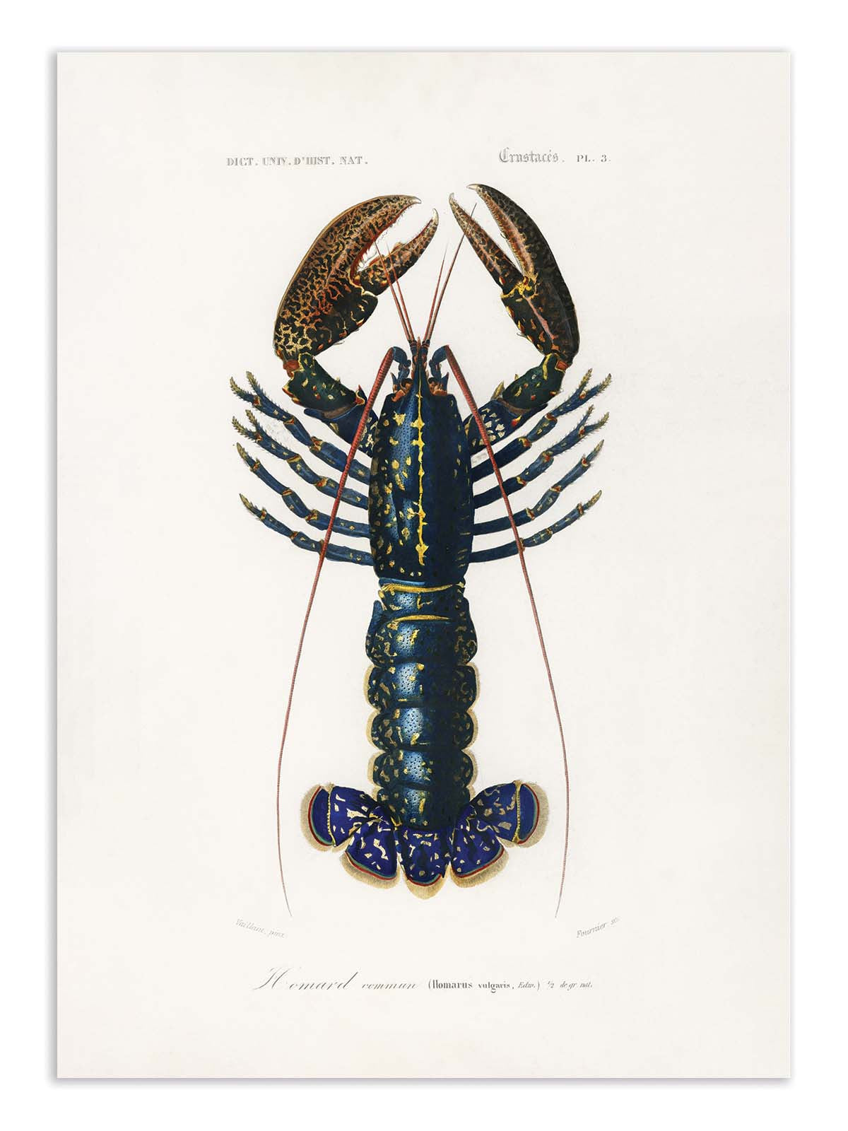 Art Poster - Crimson Crawfish - Charles Dessalines D