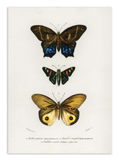 Affiche - Different Types of Butterflies - Charles Dessalines
