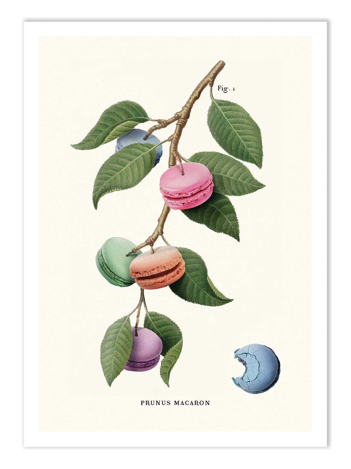 Affiche - Macaron plant - Jonas Loose