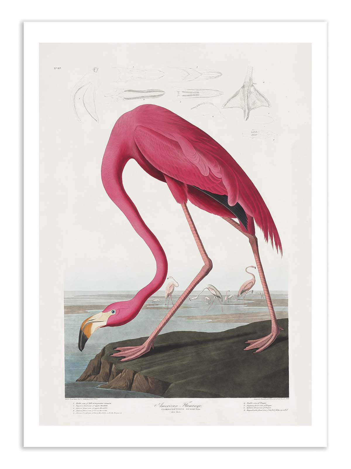 Affiche - Pink Flamingo From Birds of America 1827 - Pictufy