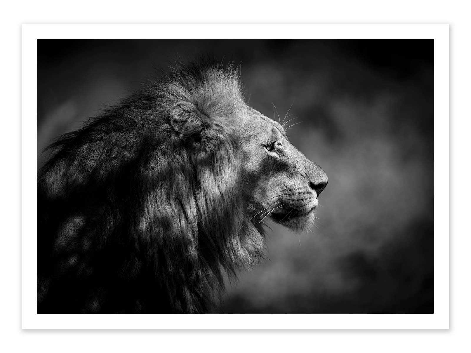 Art Print  - The Male - 1x