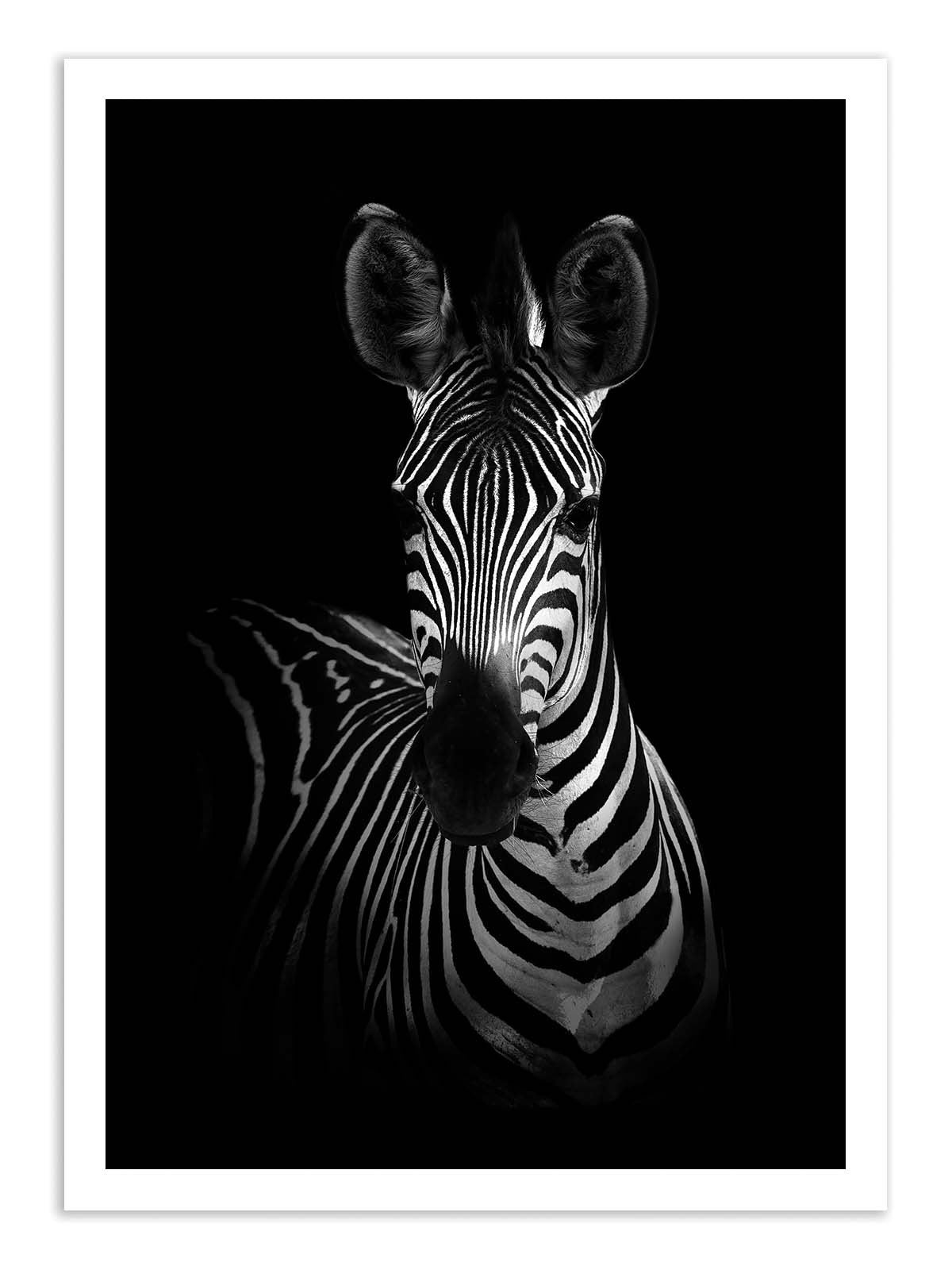 Art Print  - The Zebra - Wildphoto