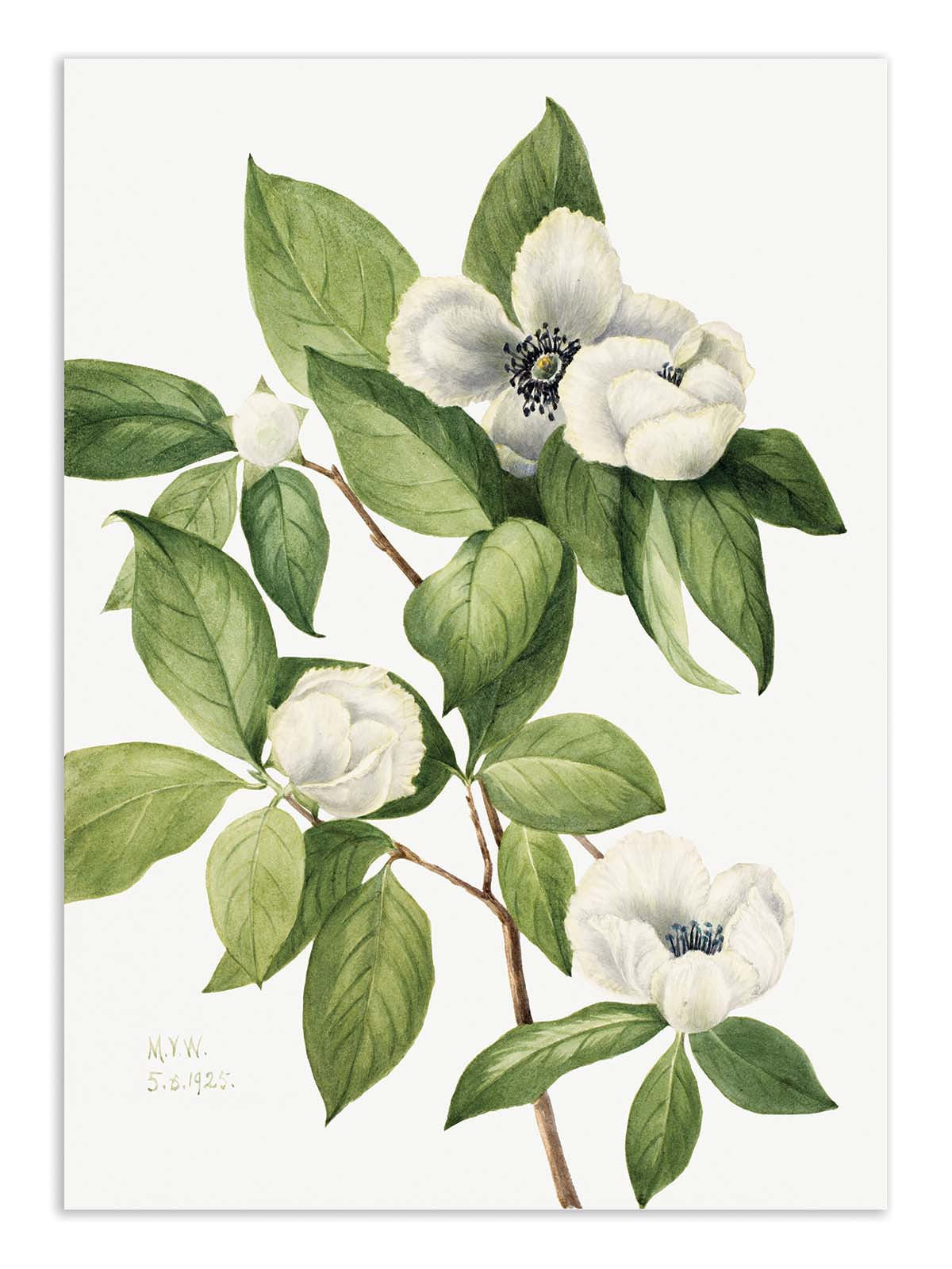 Affiche - Virginia Stewartia (1925) - Mary Vaux Walcott