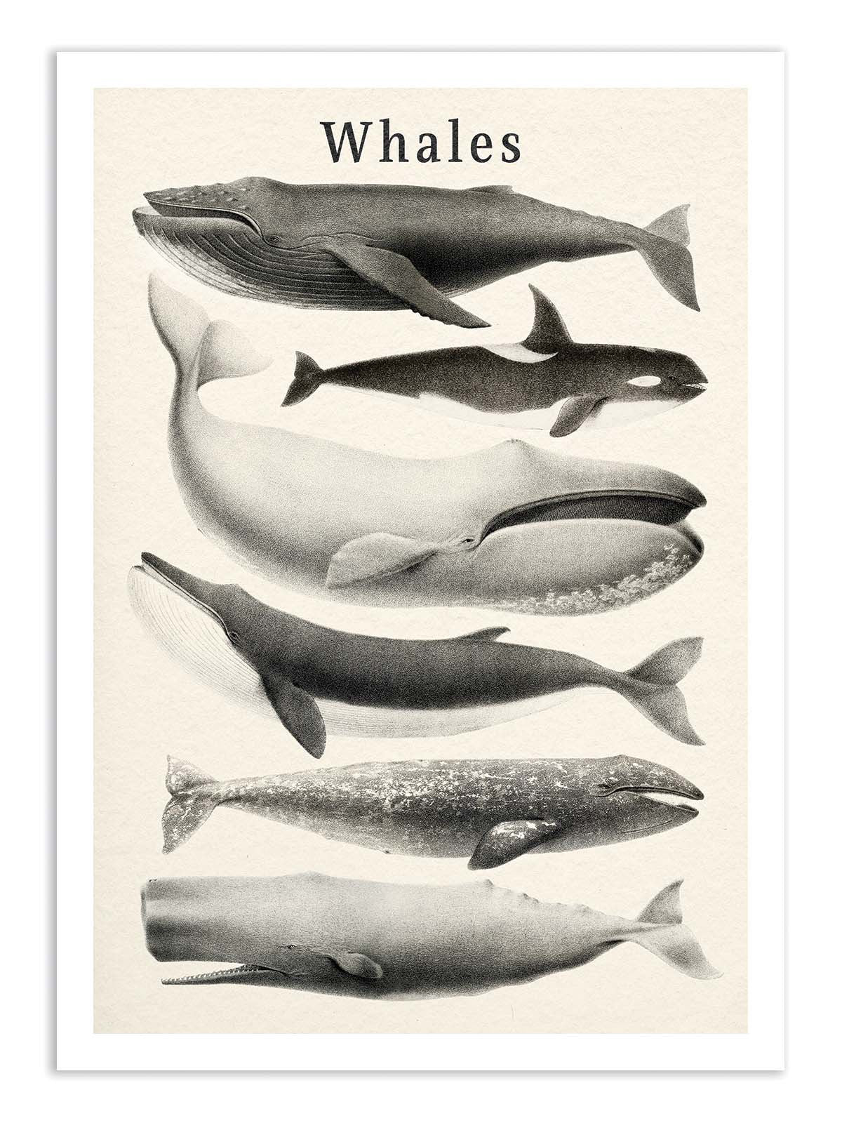 Art Poster - Whales collection - Gal Design