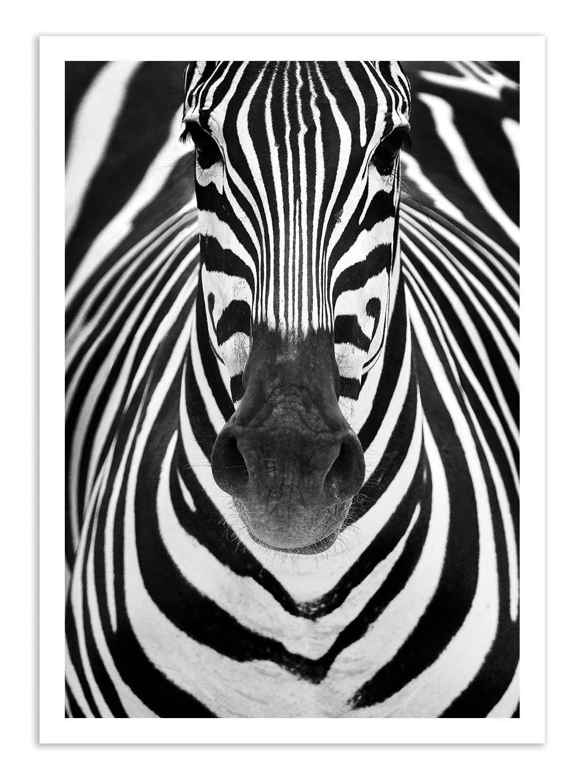 Affiche - Zebra Face - Juan Duran