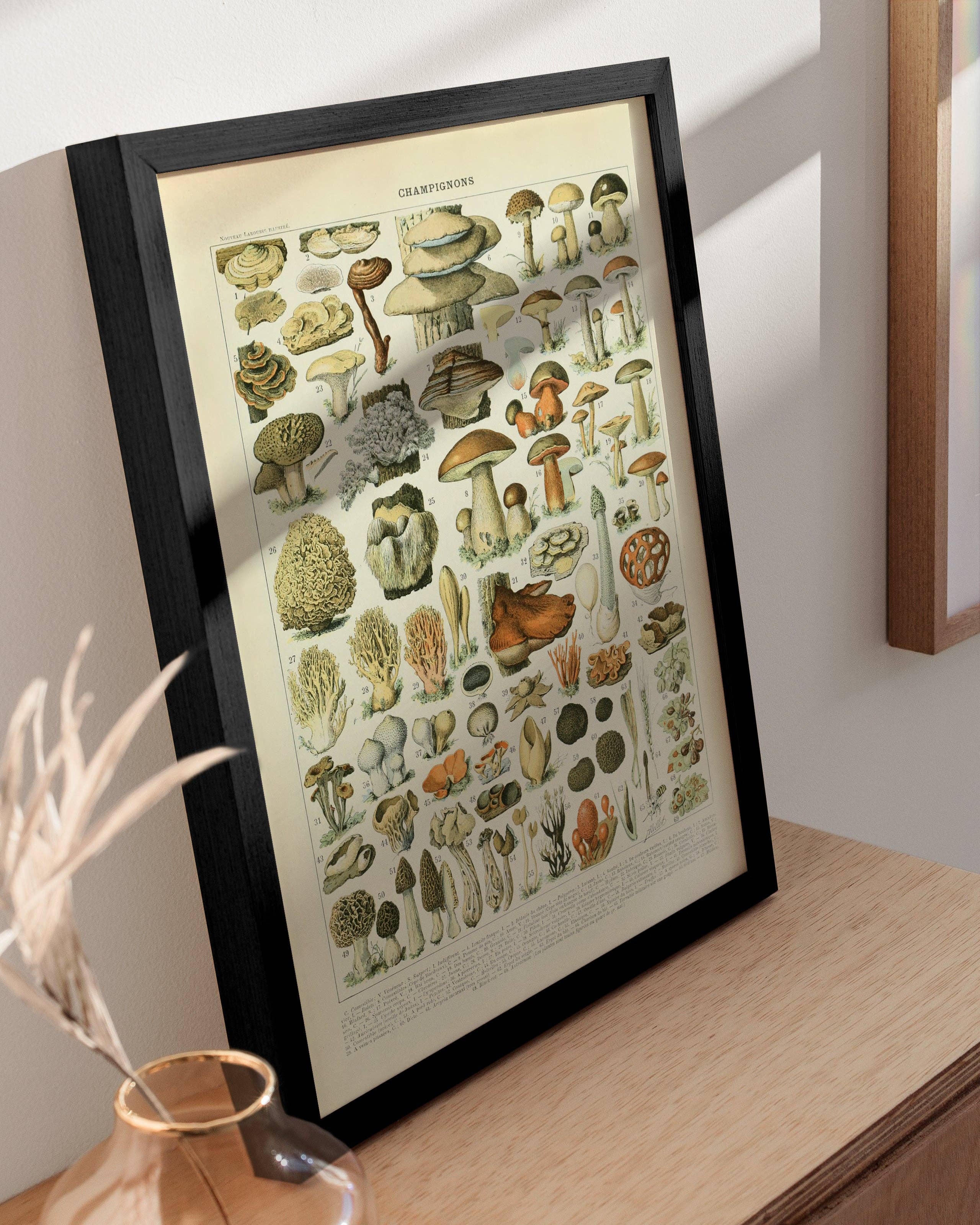 Adolphe Millot Mushrooms Chart Wall Art