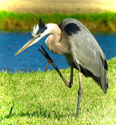 S/T Serie Animals 8